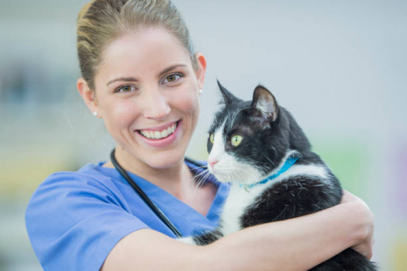 Vacina Tríplice Felina para Gatos Marcar Tingui - Vacina V5 para Gatos