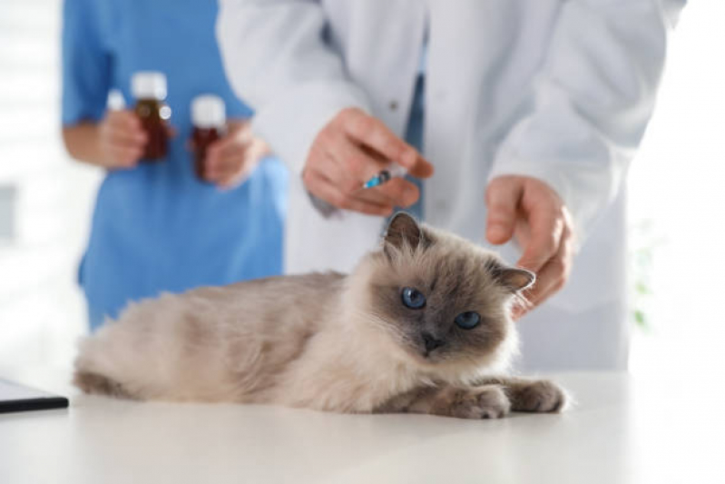 Vacina V4 para Gatos Marcar Atuba - Vacina Quadrupla Felina