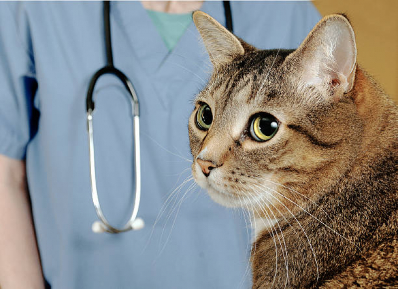Vacina V5 para Gatos Marcar Atuba - Vacina para Gato