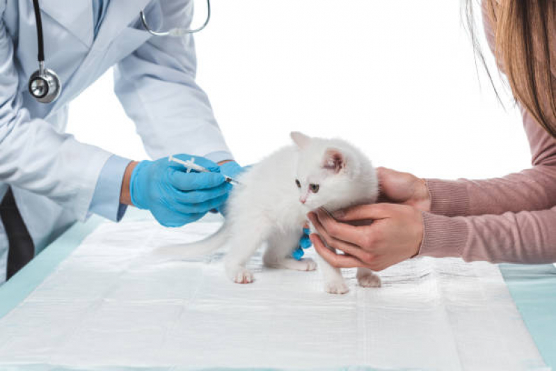 Vacinas para Gatos Filhotes Marcar Santo Inácio - Vacina Tríplice Felina para Gatos