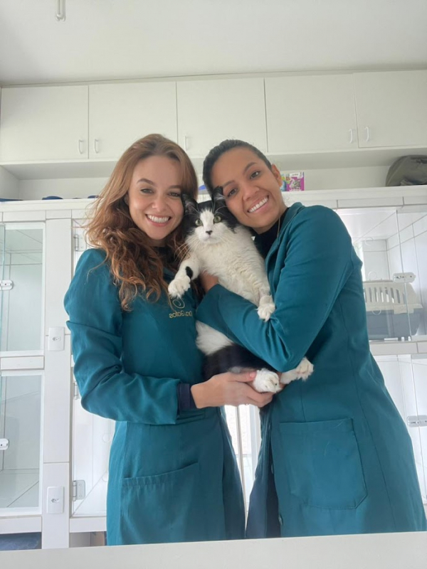 Veterinário Especializado em Felinos Marcar Cabral - Veterinário para Gatos Curitiba