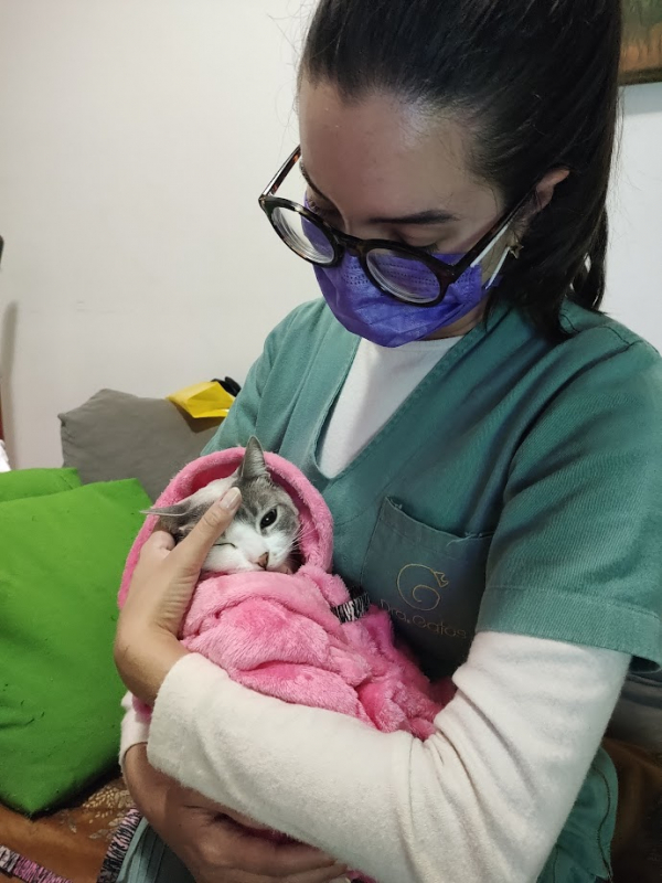 Veterinário Gato Marcar Tarumã - Veterinária de Felinos