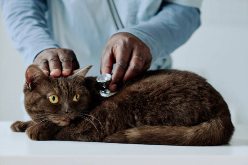 Veterinário para Felinos Agendar Abranches - Veterinários Especialistas em Gatos